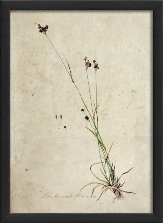 Botanical II in Black Ready to Hang Artwork