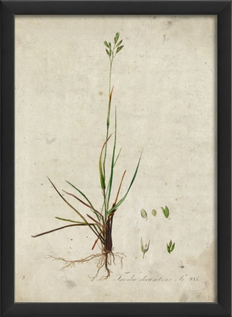 Botanical III in Black Ready to Hang Artwork
