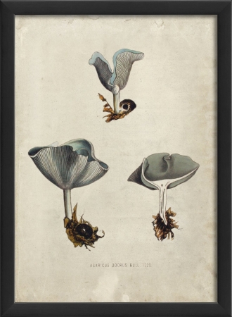 17408 Mushroom I in Black Ready to Hang Artwork