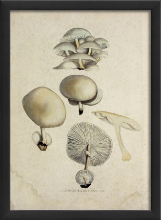 17409 Mushroom II in Black Ready to Hang Artwork
