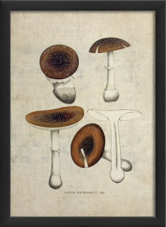 17410 Mushroom III in Black Ready to Hang Artwork