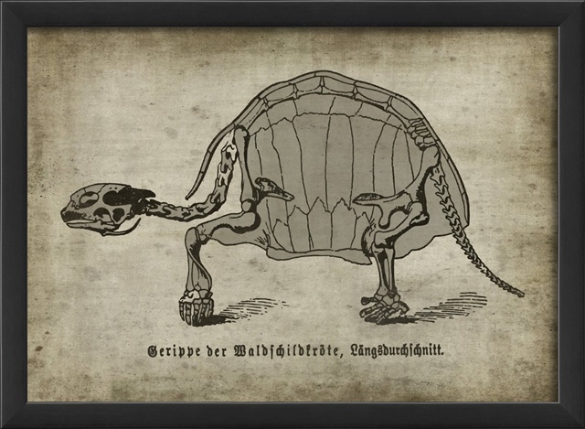 17524 Turtle On White Framed Print
