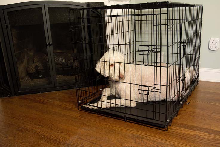 Picture of Iconic Pet 92138 24 in. Foldable Double Door Pet Dog Cat Training Crate