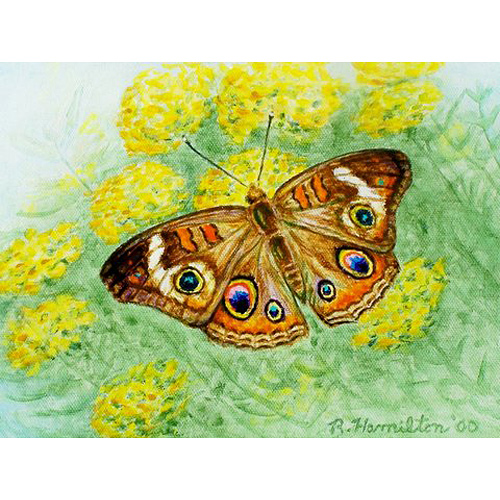 DM763 Buckeye Butterfly Doormat 18 x 26