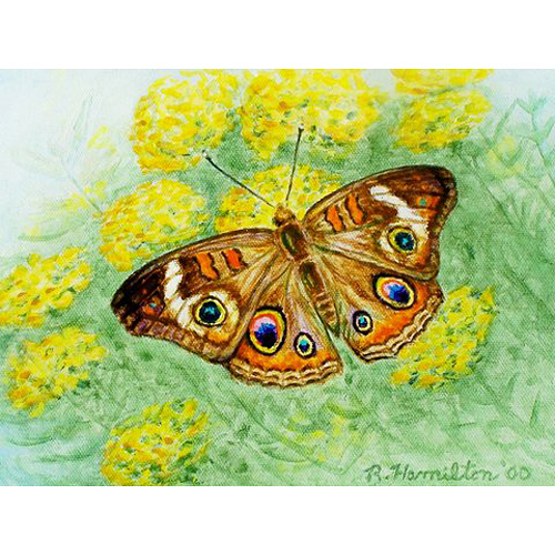 Picture of Betsy Drake DM763G Buckeye Butterfly 30 x 50 Door Mat