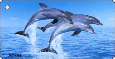 SMART BLONDE Dolphins Novelty Aluminum Key Chain KC-1186