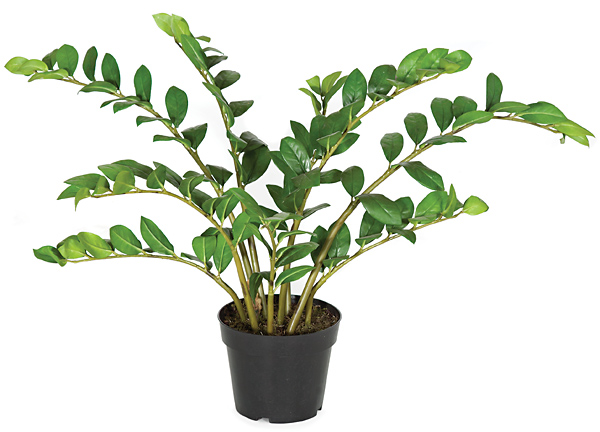 PF-5020 22 in. Zamia Plant, Green