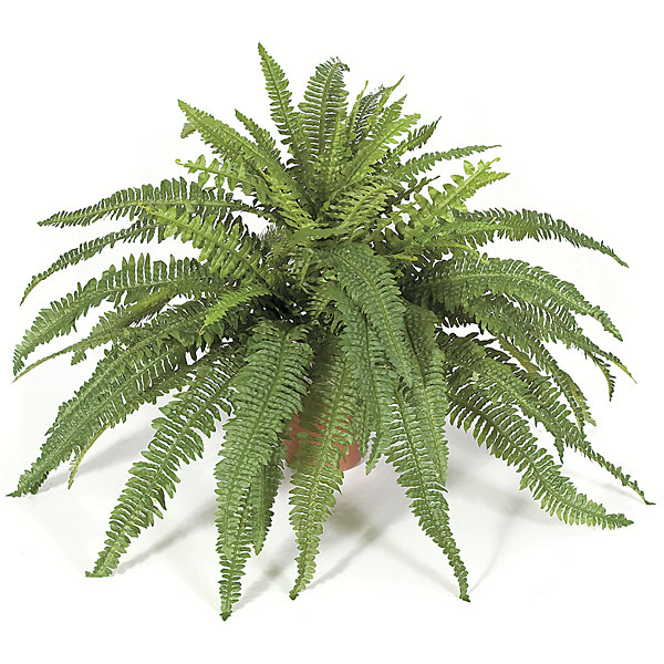 PR-110390 42 in. Boston Fern Bush, Green