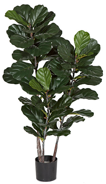 52 in. Fiddle Leaf Fig Tree, Tutone Green