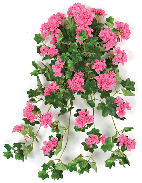 PR-120980 28 in. Ivy Geranium Bush, Mauve Pink