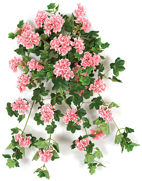 PR-120985 28 in. Ivy Geranium Bush, Rose