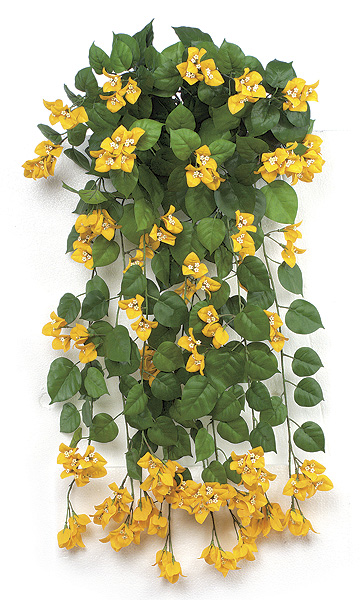 36 in. Bougainvillea Bush, Yellow