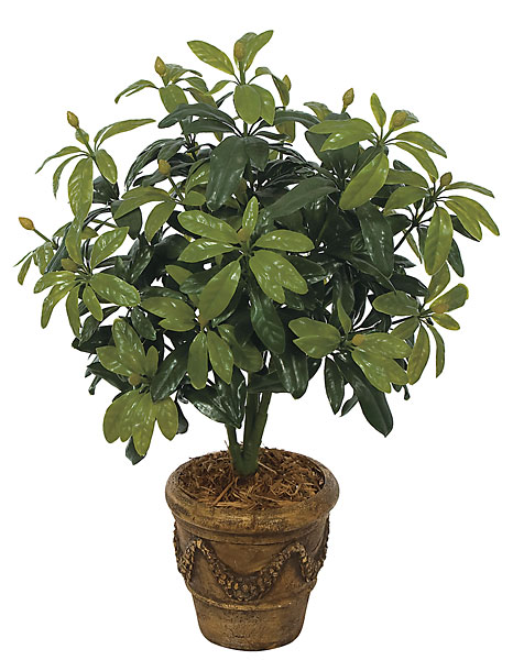 A-020 37 in. Rhododendron Bush- Green