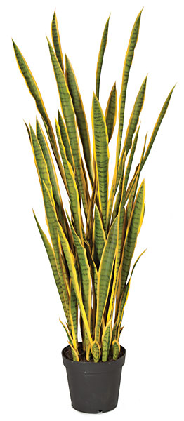 Picture of Autograph Foliages A-121150 5 ft. Sansevieria Plant- Green & Yelllow