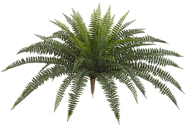 30 in. Large Boston Fern, Green