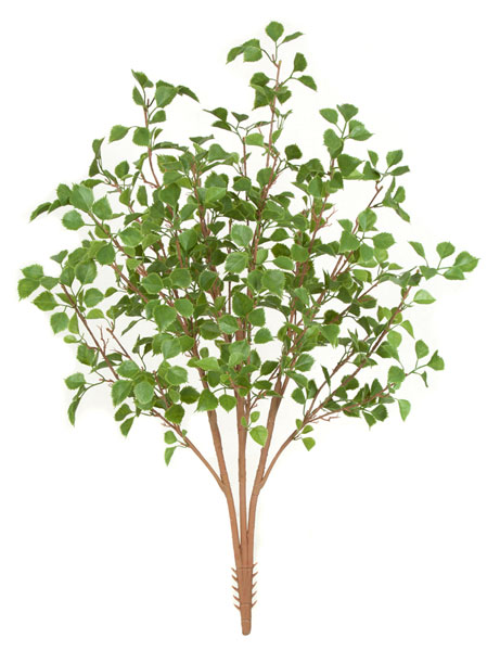 A-144200 38 in. Birch Bush, Green