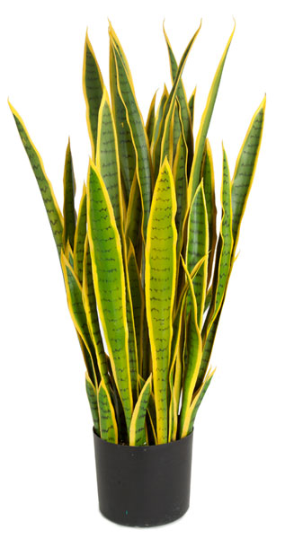 Picture of Autograph Foliages A-152025 39 in. Sansevieria Plant- Yellow & Green