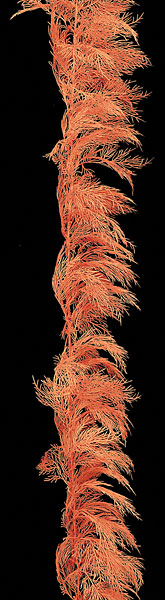 A-350-ORG 9 ft. Italian Moss Garland, Orange