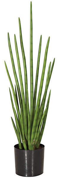 36.5 in. Cylindrica Sansevia, Green