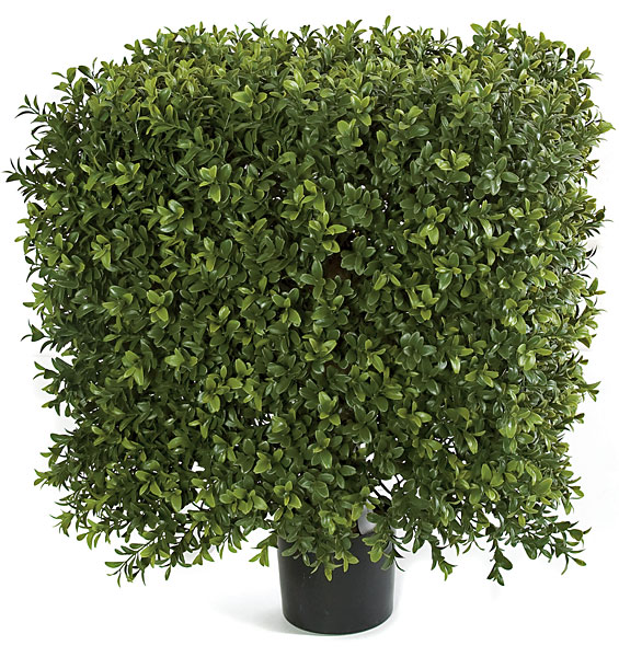 Picture of Autograph Foliages AUV-116100 21 x 16 in. Square Boxwood, Tutone Green