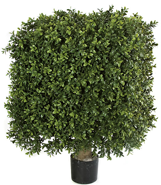 Picture of Autograph Foliages AUV-116110 25 x 18 in. Square Boxwood- Green
