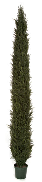 12 ft. Pond Cypress Tree - Tutone Green