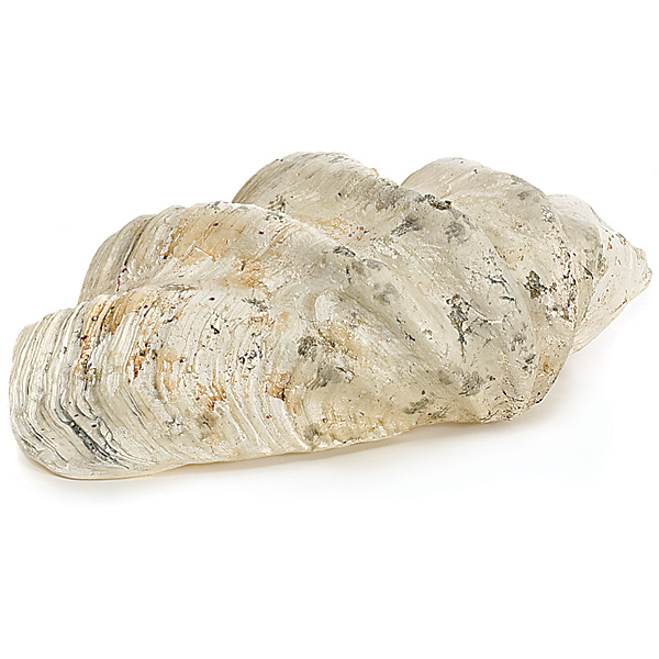 D-80240 17.5 x 10 in. Half Clam Shell, Natural
