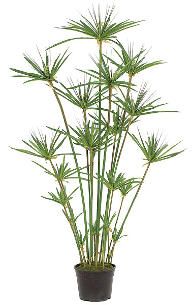 P-0290 4 ft. Papyrus Plant, Green