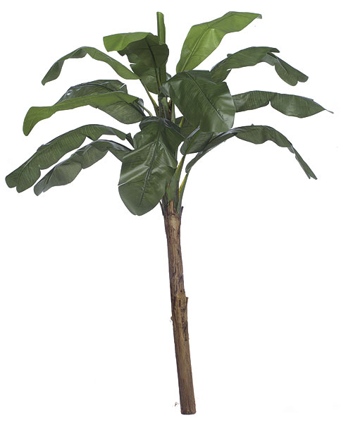 Picture of Autograph Foliages P-0770 6 ft. Banana Palm- Green