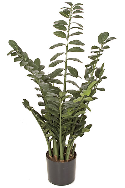 Picture of Autograph Foliages P-101710 43 in. Zamia Plant- Green
