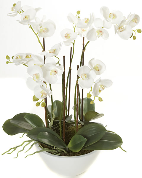 24 in. Phalaenopsis In Pot - White