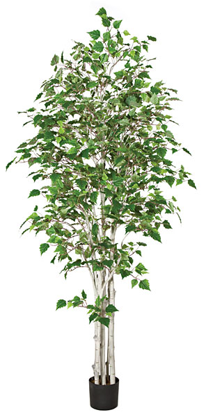 7 ft. White Birch Tree- Green
