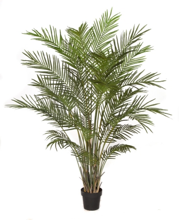 6 ft. Areca Palm Tree, Green