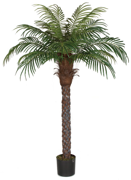 Picture of Autograph Foliages P-150560 6 ft. Date Palm- Green