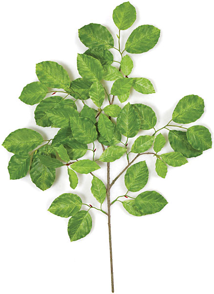 P-215 24 in. Common Beech Branch- Green