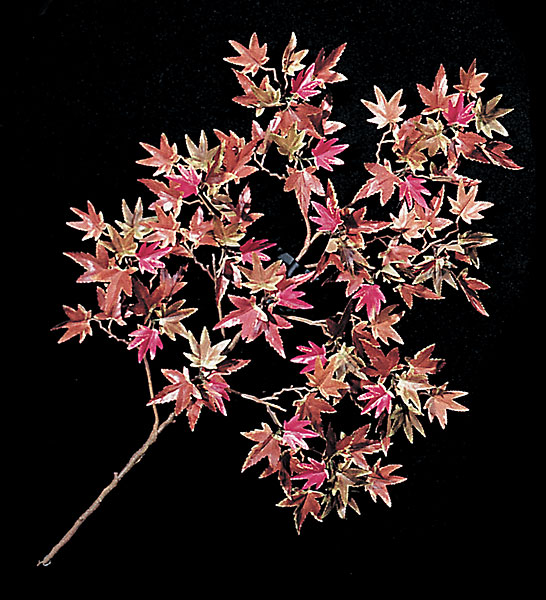 Picture of Autograph Foliages P-419RB 25 in. Mini Japanese Maple Branch&#44; Red & Brown