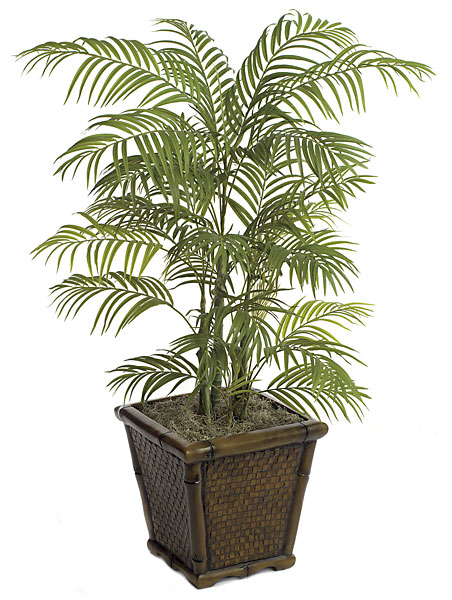 Picture of Autograph Foliages P-63170 4 ft. Areca Palm&#44; Green