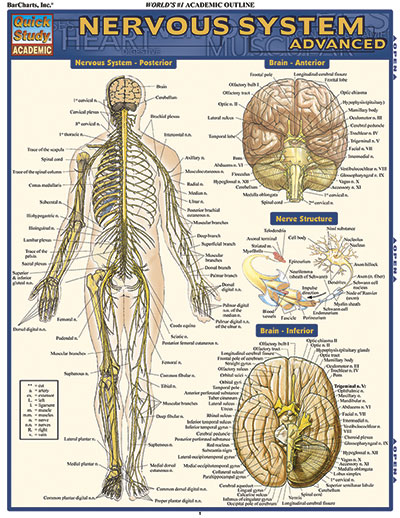 Picture of BarCharts 9781423215066 Nervous System Advanced Quickstudy Easel