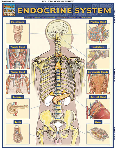 Picture of BarCharts 9781423215004 Endocrine System Quickstudy Easel