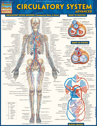Picture of BarCharts 9781423220305 Circulatory System Advanced Quickstudy Easel