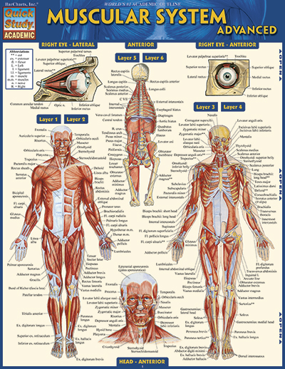 Picture of BarCharts 9781423217725 Muscular System Advanced Quickstudy Easel