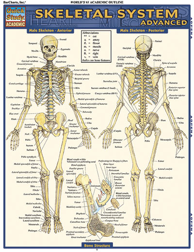 Picture of BarCharts 9781423215103 Skeletal System - Advanced Quickstudy Easel