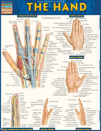Picture of BarCharts 9781423220220 The Hand Quickstudy Easel
