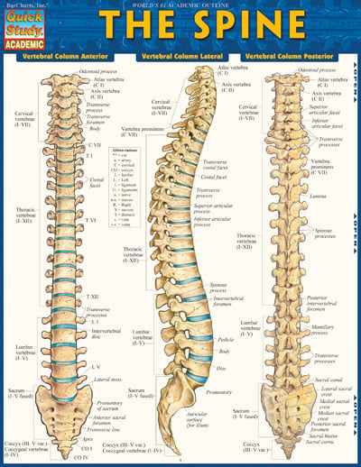 Picture of BarCharts 9781423220237 The Spine Quickstudy Easel
