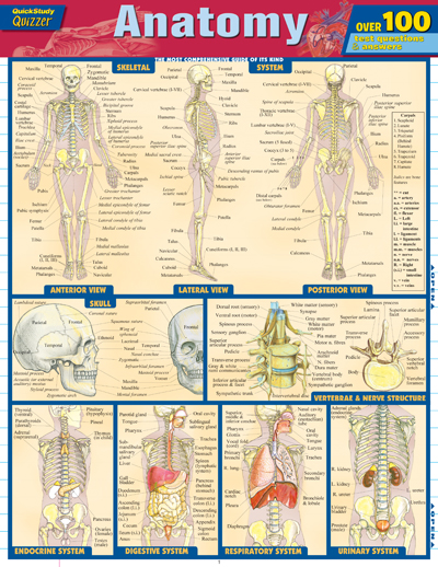 Picture of BarCharts 9781423217343 Anatomy Quizzer Quickstudy Easel