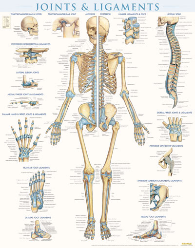 Picture of BarCharts 9781423228714 Joints & Ligaments - Laminated Quickstudy Easel