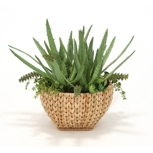 International  Aloe in Sea Grass Basket