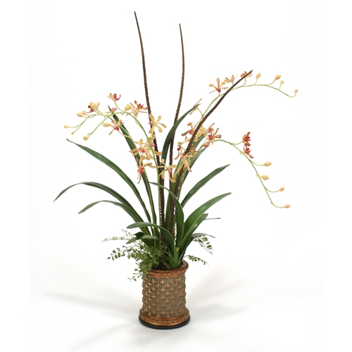 International  Gold Vanda Orchids with Mixed Foliage in Cylinder Planter