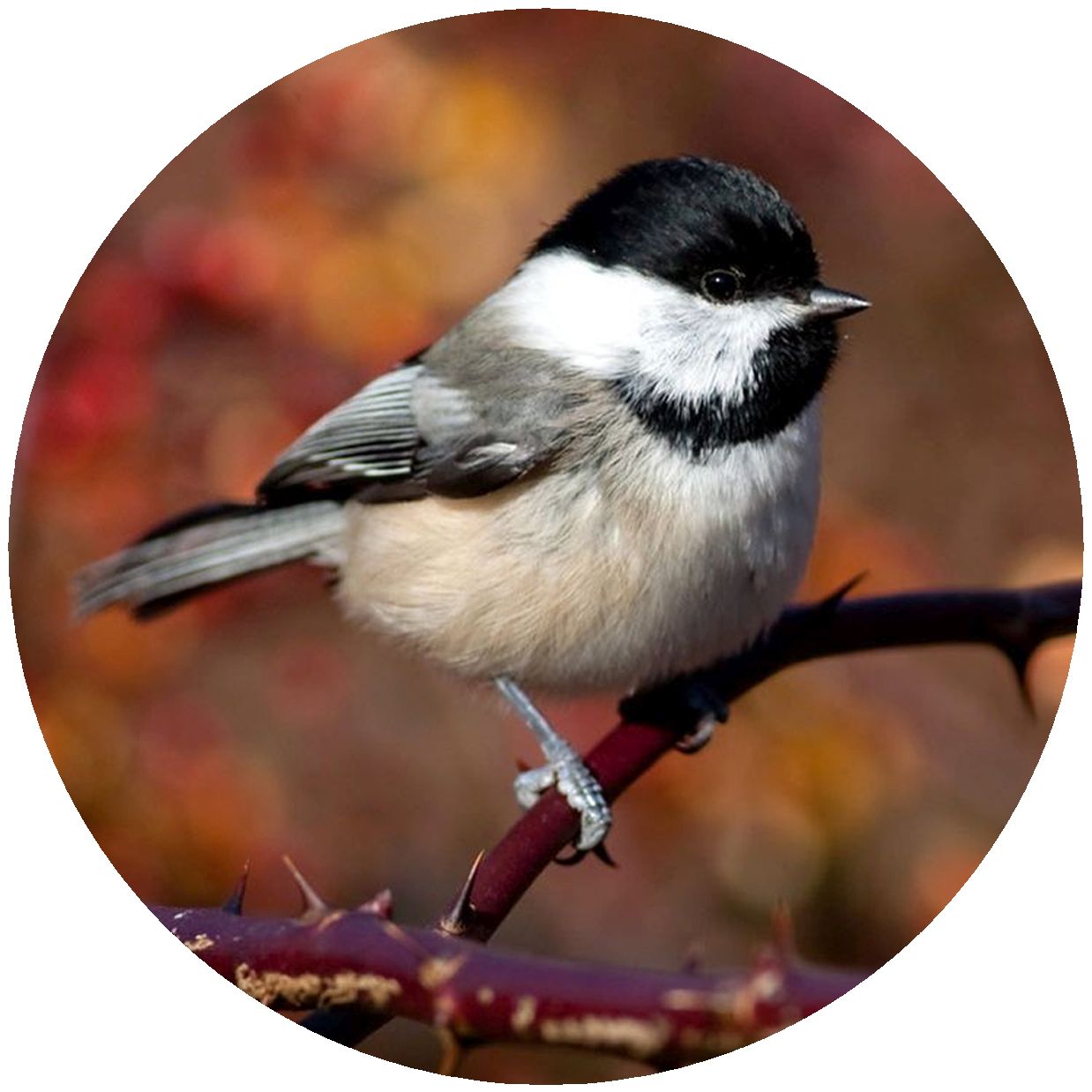 Picture of Andreas TR-CCD Custom Chickadee Trivet- Pack of 3