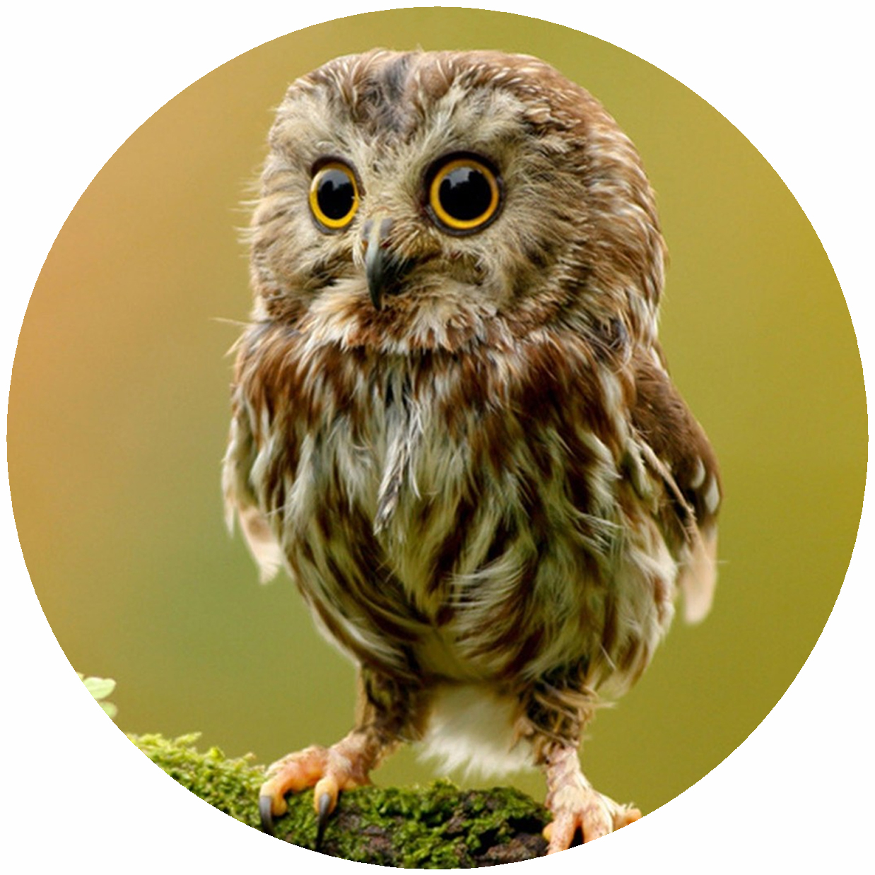 Picture of Andreas TR-CO Custom Owl Trivet- Pack of 3
